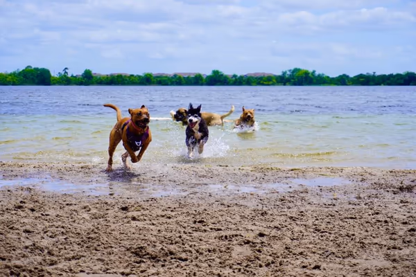 Dog Park at Lake Front Park photo 2